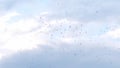 camera pan scene on swarm of swifts flying scattered on grey cloud alternate with bright white cloudy sky in evening