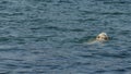 Camera pan on the white dog swimming in the lake
