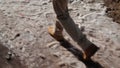 Camera pursues human foot that is on the dirty snow in the afternoon.