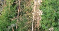 Camera shoots green trees in the forest then focuses on the flabby branch of the plant