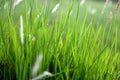 Fresh green grass white flowers Royalty Free Stock Photo