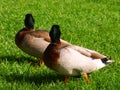 Camera Shy Mallard Ducks Royalty Free Stock Photo