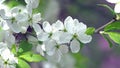 Camera Slowly Mowing Folowing Blooming Apple Tree Branch