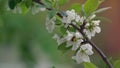 Camera Slowly Mowing Folowing Blooming Apple Tree Branch