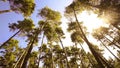 Camera spinning low angle shot through old growth trees.