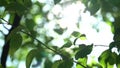 Camera swaying in the shade of trees. Bright warm summer sunny green background with bokeh and glares