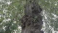 Camera tilts up ancient hardwood tree showing unique knobby bark