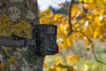 Camera trap mounted on a tree trunk and secured with a combination lock for monitoring an orchard. Royalty Free Stock Photo