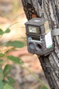 Camera trap strapped around tree