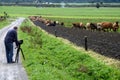 Cameraman at work on the dairy farm