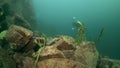 Cameramen scuba diver under water in Lake Baikal.