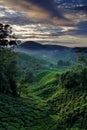 Cameron Highland at Dawn Royalty Free Stock Photo