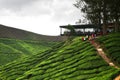 Cameron Highland, Malaysia Royalty Free Stock Photo