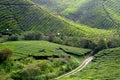 Cameron Highland, Malaysia Royalty Free Stock Photo