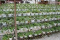 Strawberry plant in the strawberry farm. Planted uses a multi-storey shelf to save space.