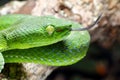 Snake, green tree viper Cameron Highland pit viper Trimeresurus nebularis Royalty Free Stock Photo