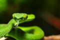 Snake, green tree viper Cameron Highland pit viper Trimeresurus nebularis Royalty Free Stock Photo