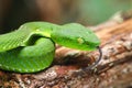 Snake, green tree viper Cameron Highland pit viper Trimeresurus nebularis Royalty Free Stock Photo