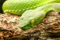 Snake, green tree viper Cameron Highland pit viper Trimeresurus nebularis Royalty Free Stock Photo