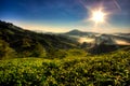 Cameron Highland Tea Plantation Royalty Free Stock Photo