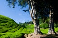 Cameron Highland Tea Plantation Royalty Free Stock Photo