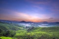 Cameron Highland Tea Plantation.Sunrise. Royalty Free Stock Photo