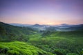 Cameron Highland Tea Plantation.Sunrise. Royalty Free Stock Photo