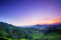Cameron Highland Tea Plantation.Sunrise. Royalty Free Stock Photo