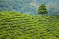 Cameron Highlands Boh tea plantation