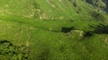 Cameron Highlands, Boh Tea Plantation near Tanah Rata, Malaysia Royalty Free Stock Photo