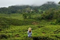 The Cameron Highlands the Garden of Malaysia Royalty Free Stock Photo