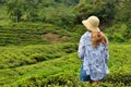 The Cameron Highlands the Garden of Malaysia