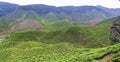 Tea plantations in Malaysia