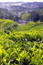 Tea Plantation, Cameron Highlands, Pahang Royalty Free Stock Photo