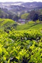 Tea Plantation, Cameron Highlands, Pahang