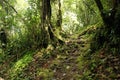 Cameron highlands, malaysia