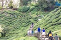 CAMERON HIGHLANDS, MALAYSIA, APRIL 6, 2019: Tourist making their way to BOH Sungai Palas Tea center.