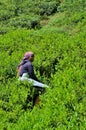 Female plantation laborer harvests tea in crop fields Cameron Highlands Malaysia Royalty Free Stock Photo