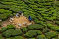 CAMERON HIGHLANDS, MALAYSIA - MARCH 26, 2018: Tourists visit Bharat tea plantation in the Cameron Highlands