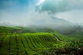 Cameron highlands Tea fields , Malaysia Royalty Free Stock Photo