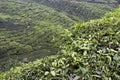 Cameron Highlands Tea Plantation Fields Royalty Free Stock Photo