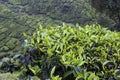 Cameron Highlands Tea Plantation Fields Royalty Free Stock Photo