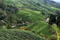 Cameron Highlands Tea Plantation Fields Royalty Free Stock Photo