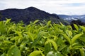 Cameron Highlands Tea Plantation Malaysia Royalty Free Stock Photo