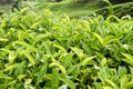 Cameron Highlands Tea Plantation Malaysia Royalty Free Stock Photo