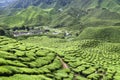 Cameron Highlands Tea Plantation Malaysia Royalty Free Stock Photo