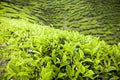 Cameron highlands tea plantation, Malaysia Royalty Free Stock Photo