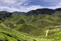 Cameron Highlands Tea Plantation Panorama