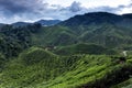 Cameron Highlands Tea Plantation