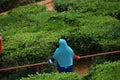 Cameron Highlands Tea Plantations Malaysia